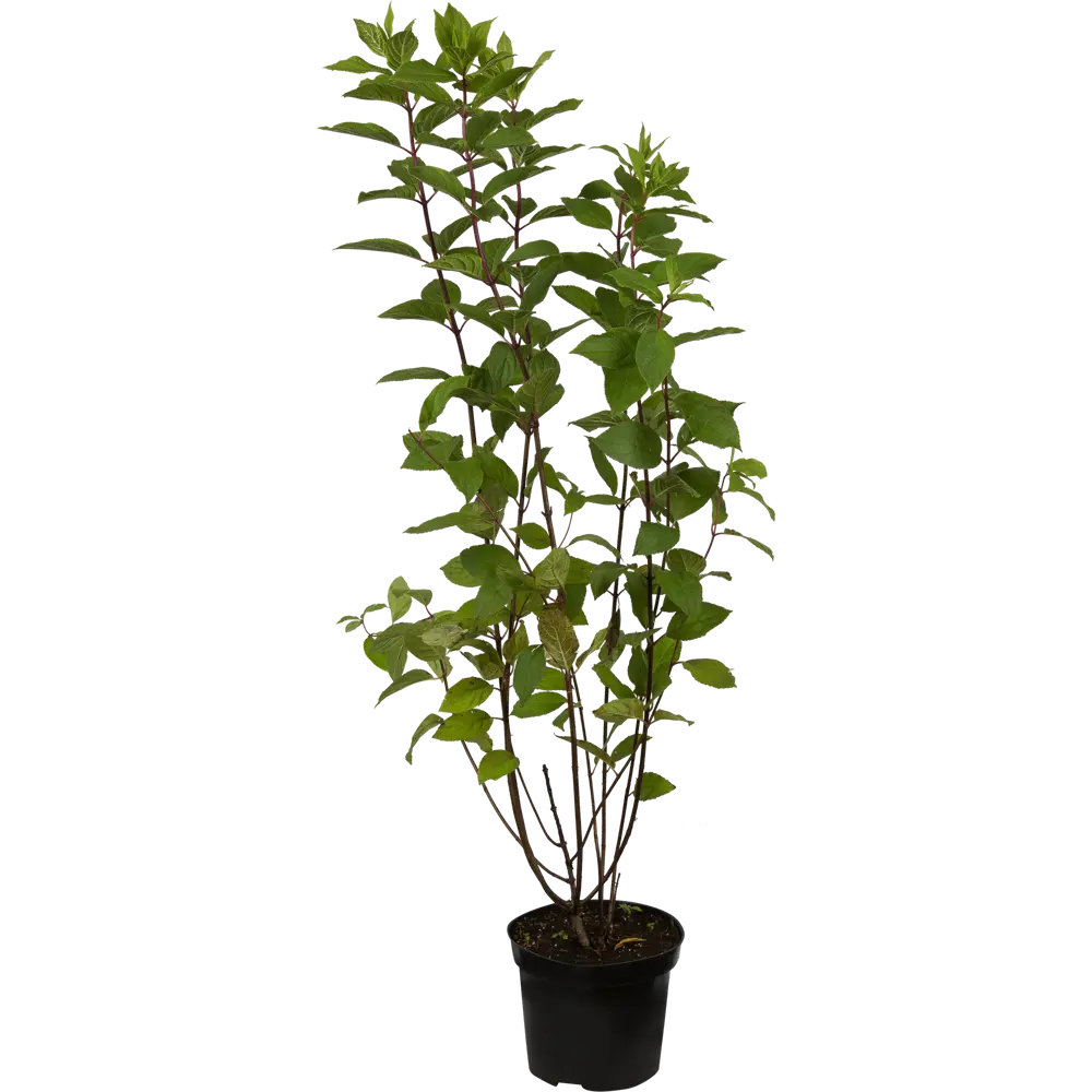 Гортензия метельчатая «Юник» C3 40-60 см 82356731 STLM-2130382 PLANTMARKET 