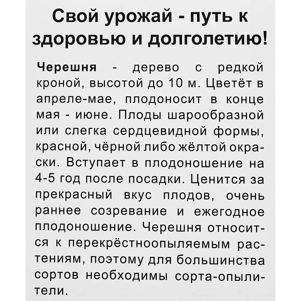 Черешня Одринка короб h80 см 89353484 STLM-2173588 Santreyd  - Вид №2
