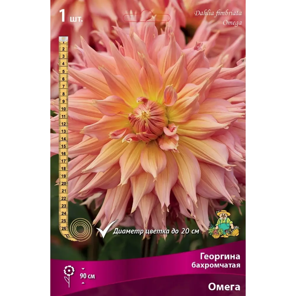 Георгина бахромчатая Омега луковица I 83593814 STLM-2041059 Santreyd 