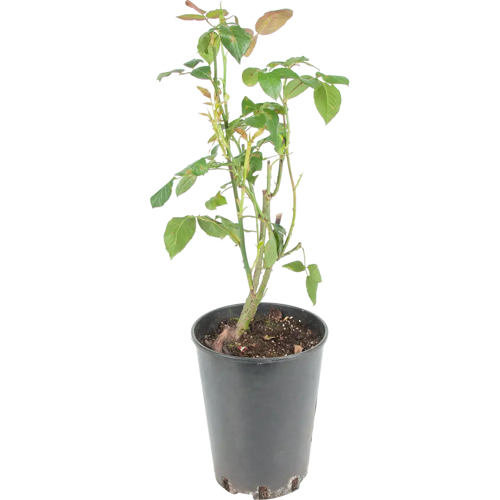 Роза чайно-гибридная «Аваланж» белая 24x70 см 82625089 STLM-2179844 PLANTMARKET 