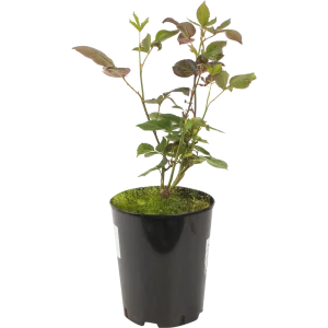 PLANTMARKET Роза Свит Аваланж - нежные розовые бутоны для сада 82625086