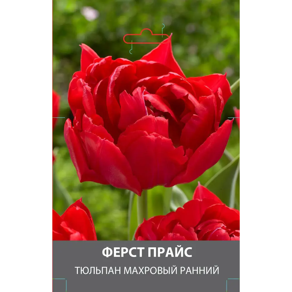 Тюльпан махровый ранний Ферст Прайс луковицы 10 89432964 STLM-2035310 Santreyd 