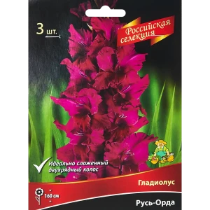 Гладиолус Русь-Орда, 3 шт 86410006 STLM-2050523