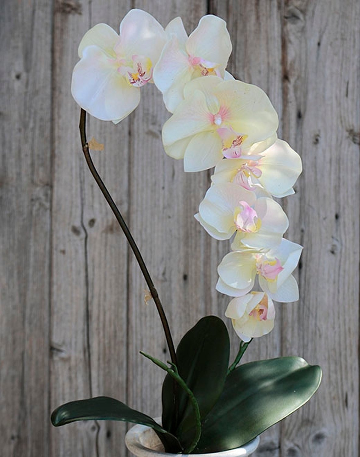 2526 755 a2 Искусственная орхидея Phalaenopsis, 73 см, real touch, бежево-розовая H-andreas  - Вид №2