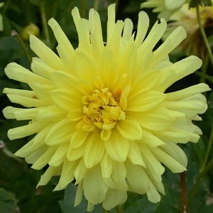 Георгина «Yellow deco I» 13488308 STLM-2047926