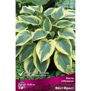 82530276 Хоста гибридная «Фёст Фрост»