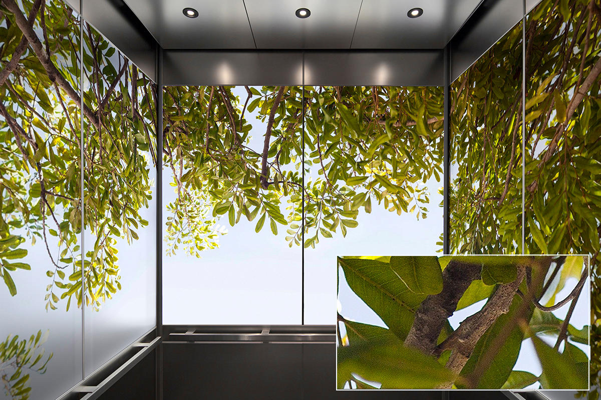 FSRT380 Стекло Vivispectra Zoom с прослойкой echeveria elegans Forms-surfaces  - Вид №17