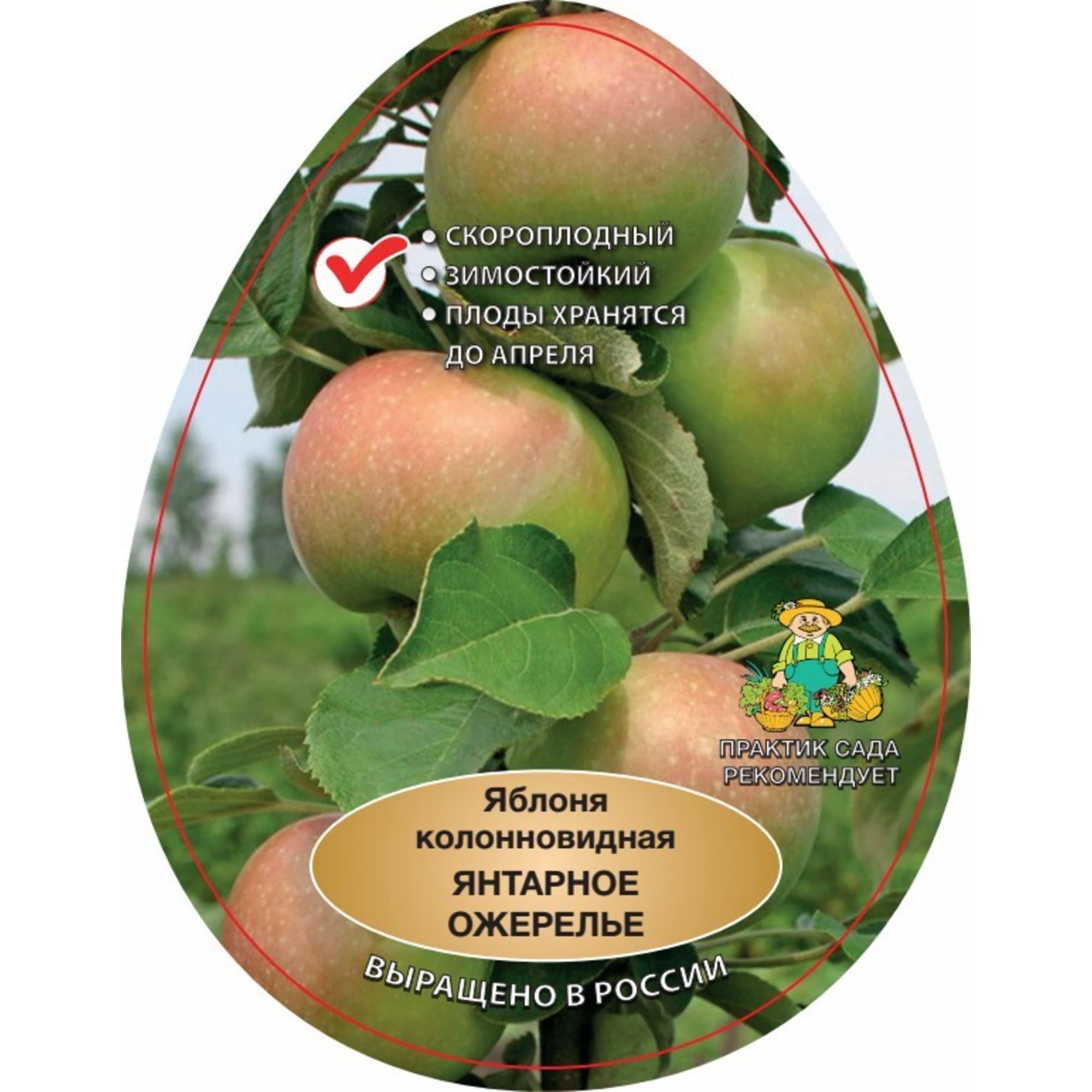 83791303 Яблоня колоновидная Янтарное ожерелье Santreyd 