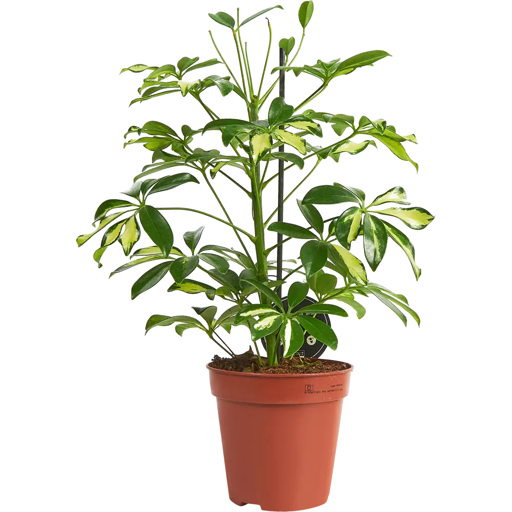 Santreyd Шеффлера Арборикола - вечнозеленая лиана для интерьера 85324856 STLM-0061468