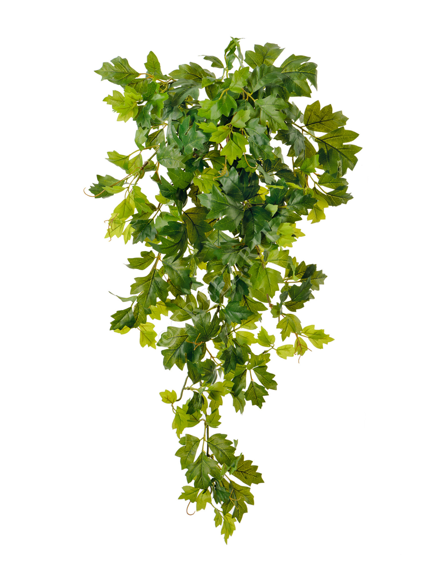 20.1190RT Циссус Новый ампельный (Sensitive Botanic) Цветочная коллекция 