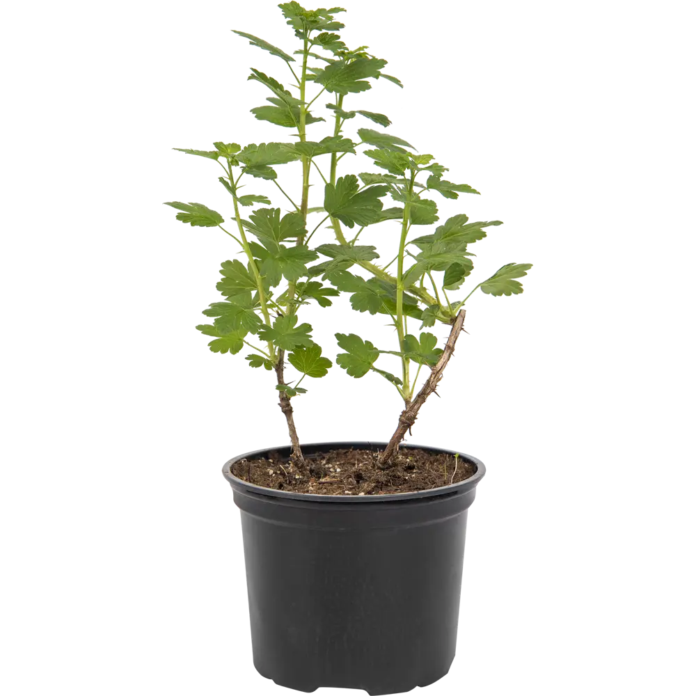 Крыжовник «Машека» от Santreyd - саженец для богатого урожая 82585424 STLM-0030738