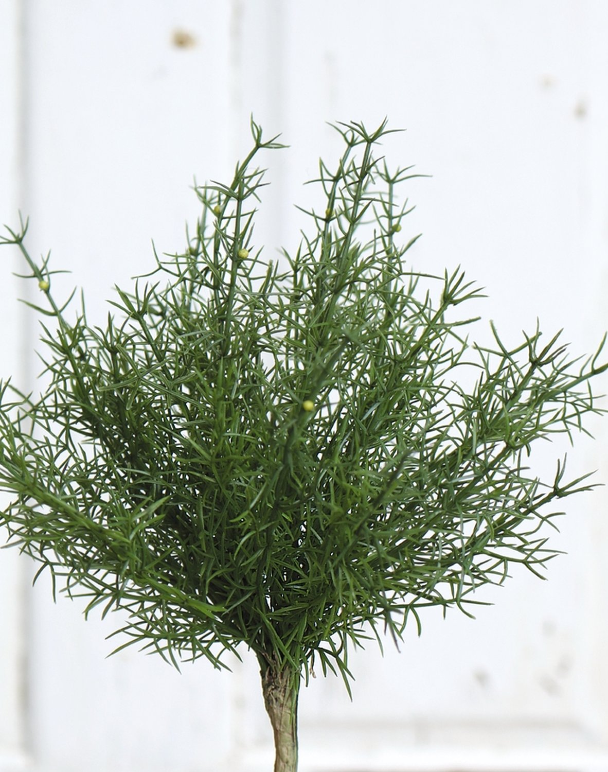 5200 883 a2 Шелковый куст папоротника спаржи, 25 см, зеленый H-andreas  - Вид №2