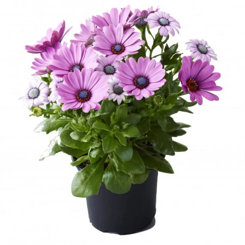 Остеоспермум ø12 h16 см 89162677 STLM-2088302 Santreyd 