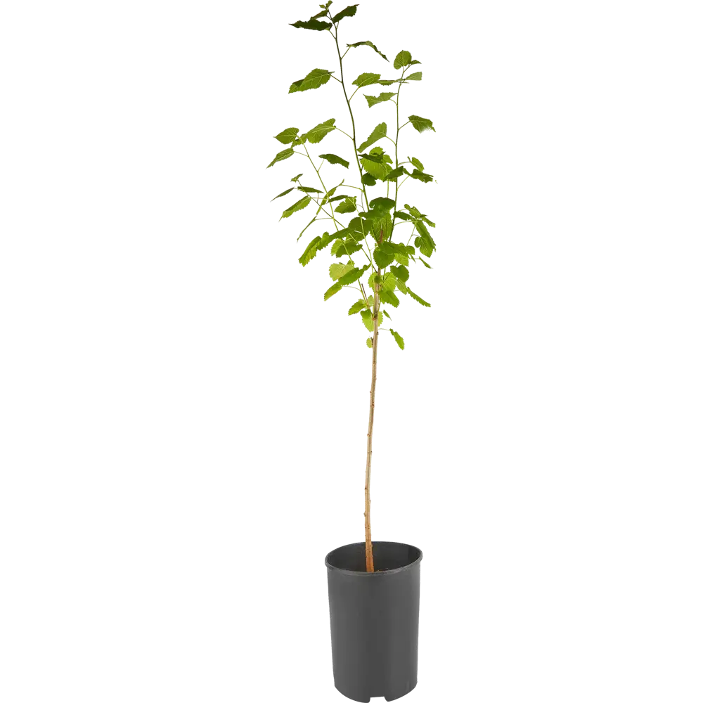 Шелковица белая ø17 h100 см 84406550 STLM-2172440 PLANTMARKET  - Вид №1