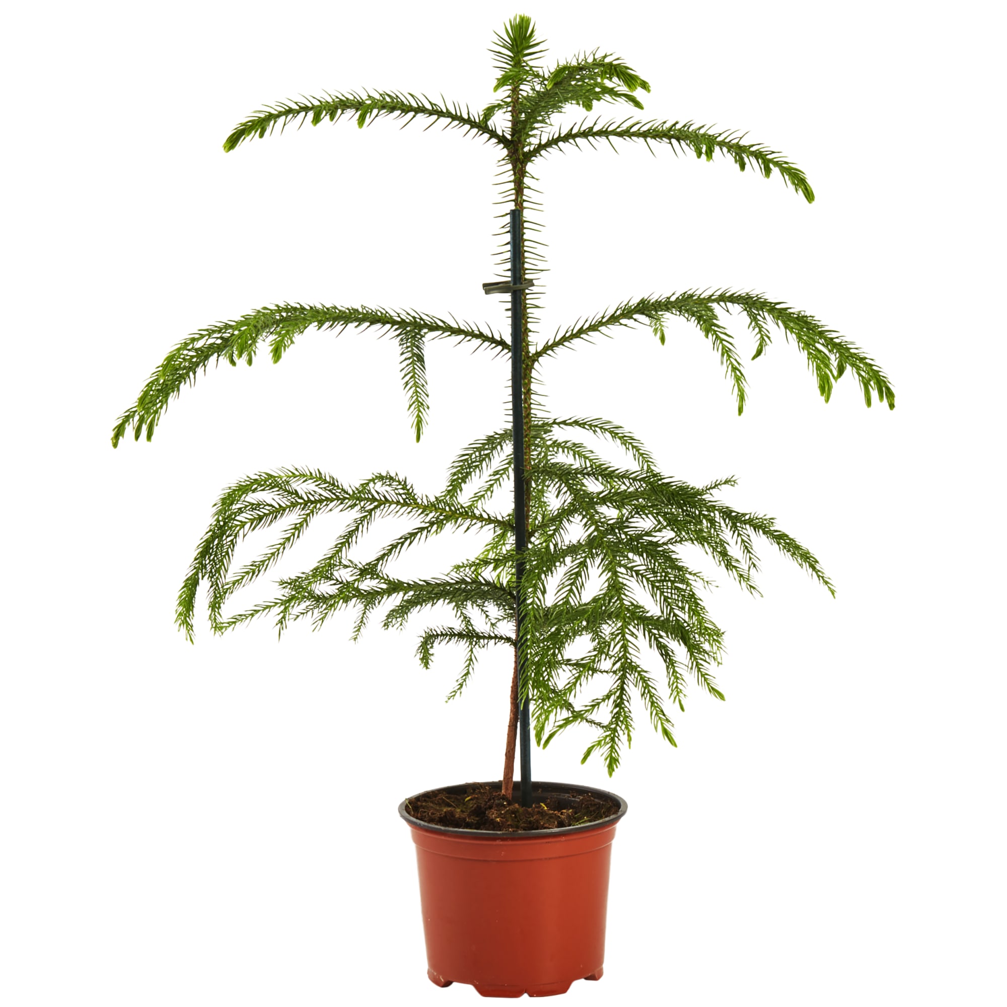 82399617 Араукария 12x30 см Santreyd 