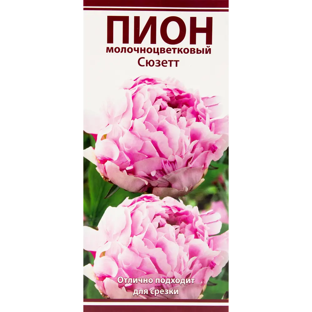 Пион молочноцветковый «Сюзетт», размер луковицы I 82319611 STLM-2092191 Santreyd 