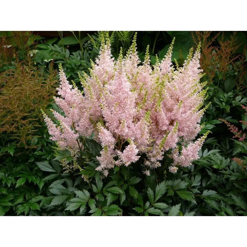 Астильба Юник Сэлмон Santreyd - лососево-розовый многолетник для тенистого сада 85324884 STLM-0061491 - Вид №2