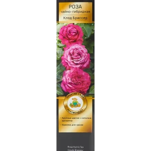 Роза Мейян чайно-гибридная «Клод Брассер» 82150698 STLM-2016076
