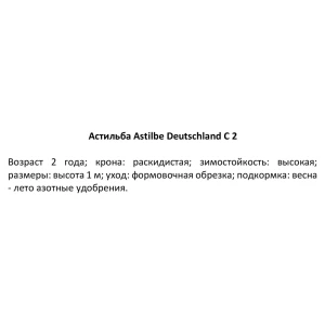 Астильба Дойчланд ø15 h40 см