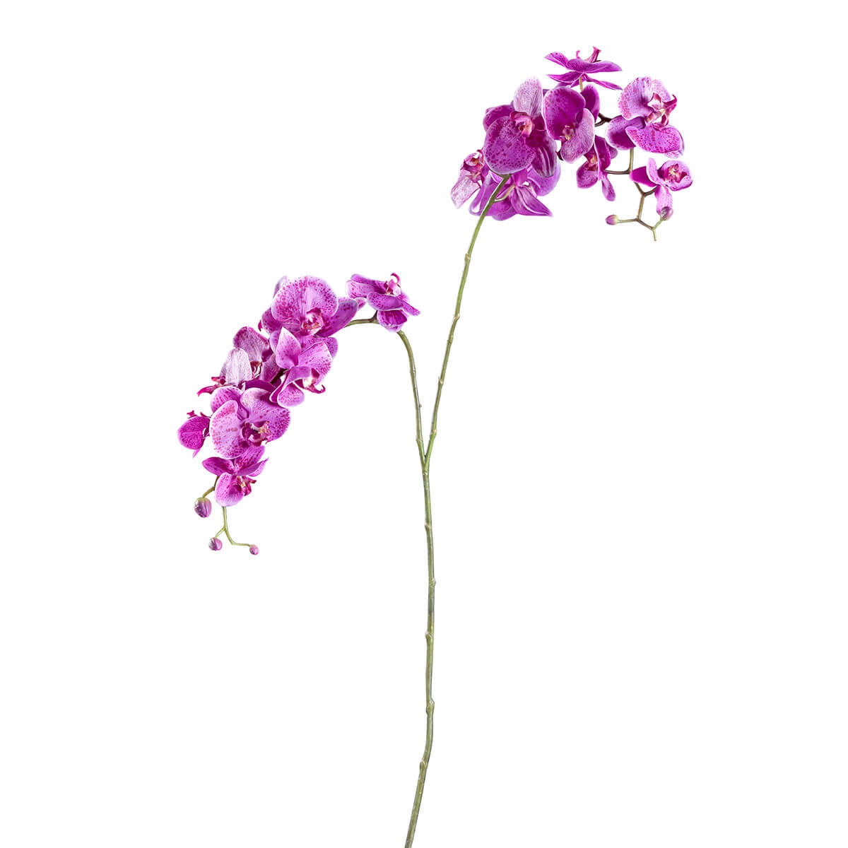 210046-59 ABHIKA ОРХИДЕЯ ФАЛЕНОПСИС X2 FUXIA 