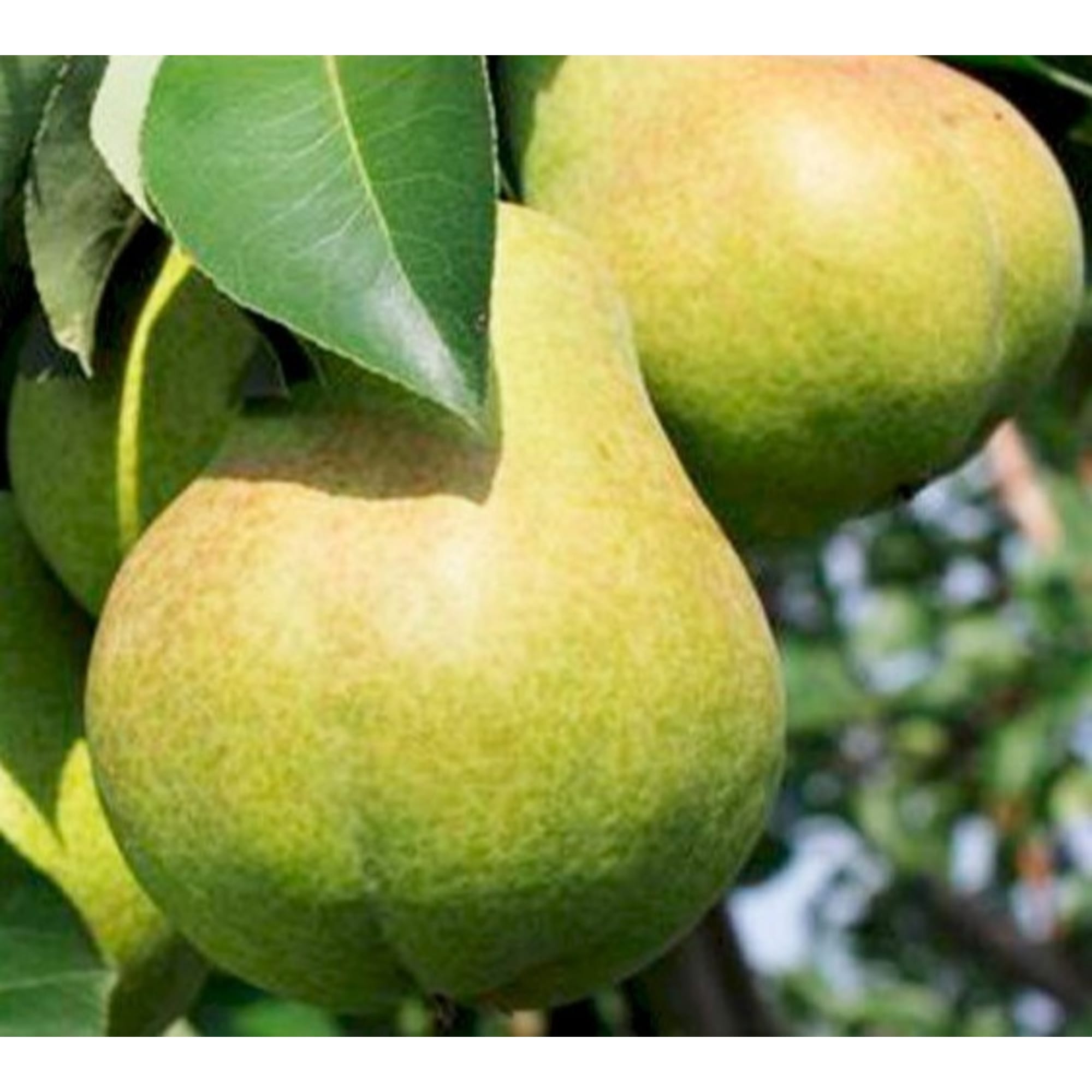 82559170 Груша Тютчевская в тубе Santreyd  - Вид №1