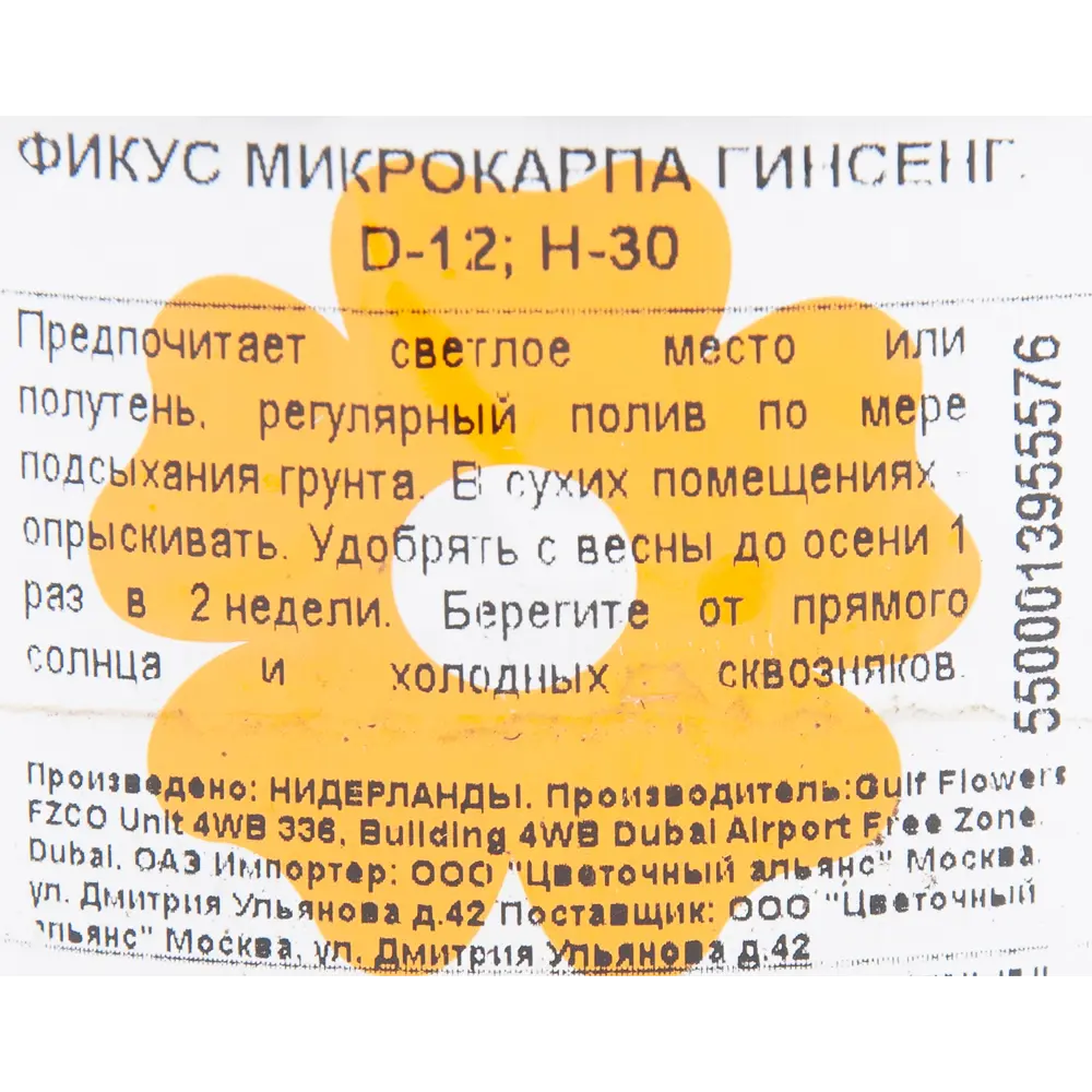 Фикус микрокарпа "Гинсенг" 12x30 см 82850362 STLM-2138598 Santreyd  - Вид №2