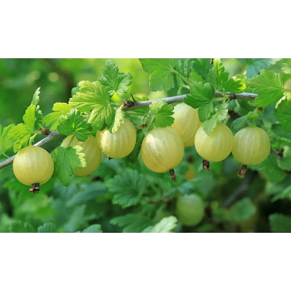 PLANTMARKET Крыжовник Малахит - саженец для богатого урожая 84659531 STLM-1570981