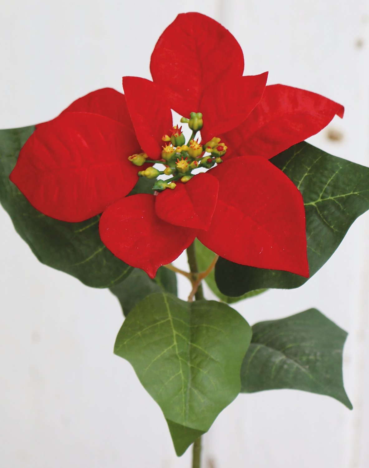 1898 444 a3 Искусственная пуансеттия, 50 см, Ø 14 см, красный H-andreas 