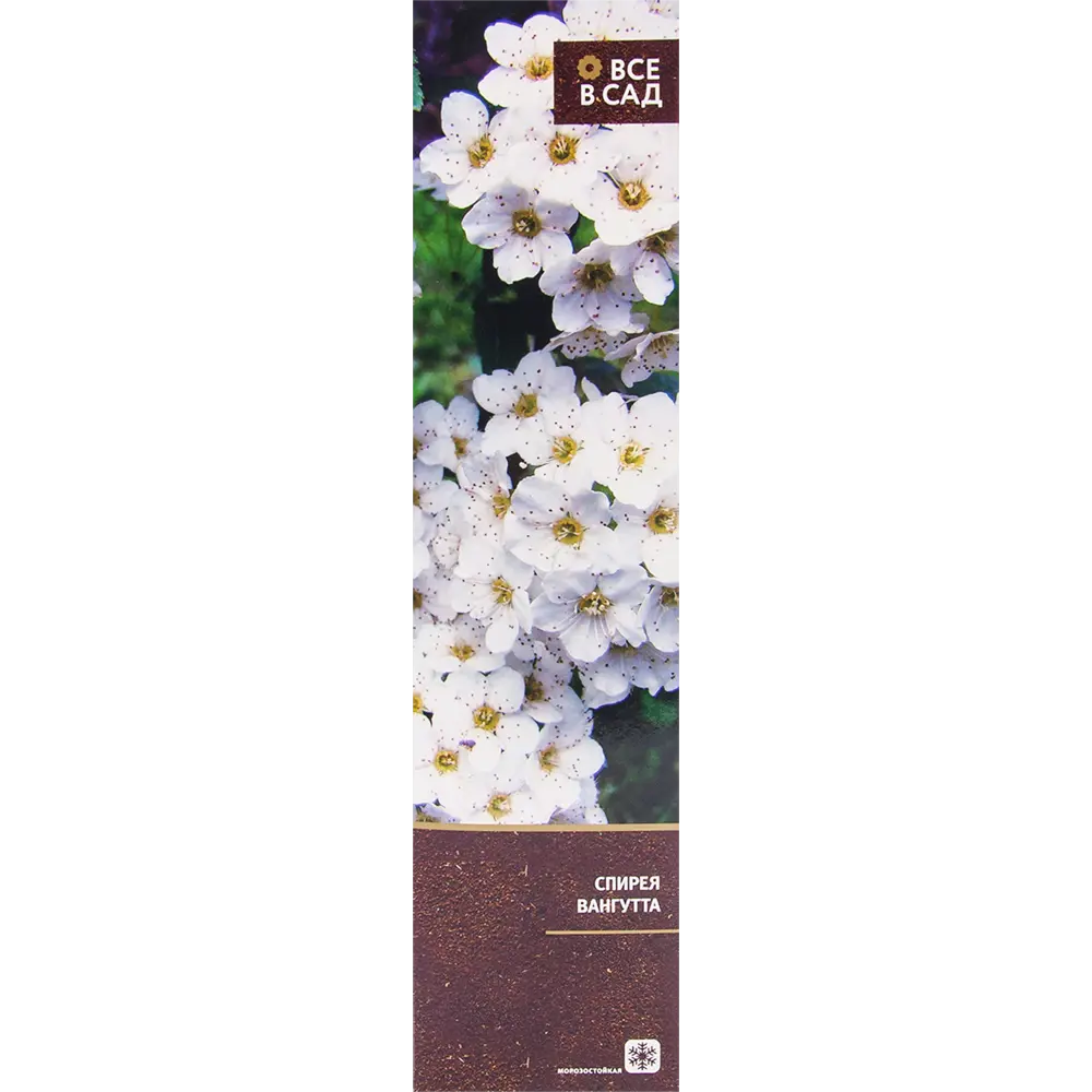 Спирея вангутта в тубе 82539520 STLM-2172654 ВСЕ В САД 