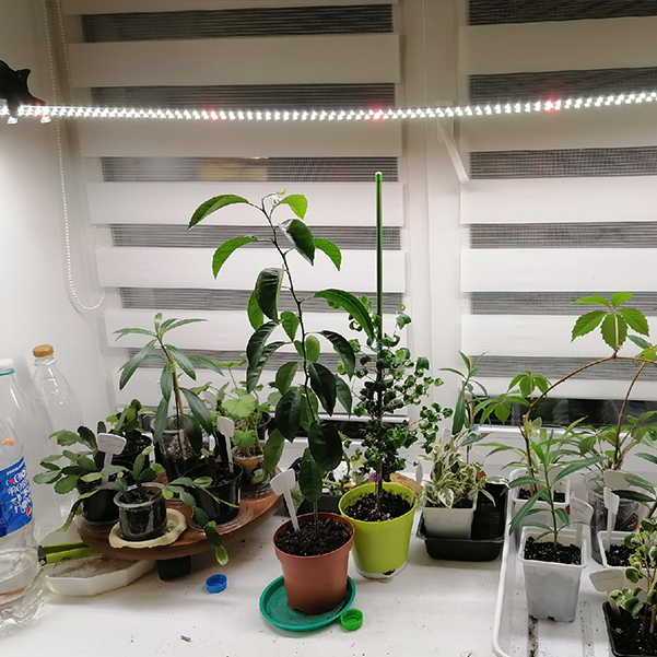 3359 Биколор Комфорт 2.3i - Рассада, Микрозелень. Белый свет. LAB.Space  - Вид №3