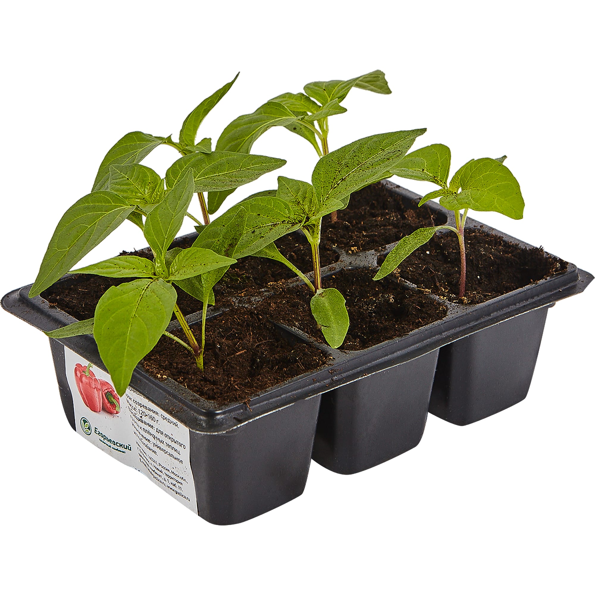 82585481 Перец сладкий в кассете, 6 шт Santreyd  - Вид №2