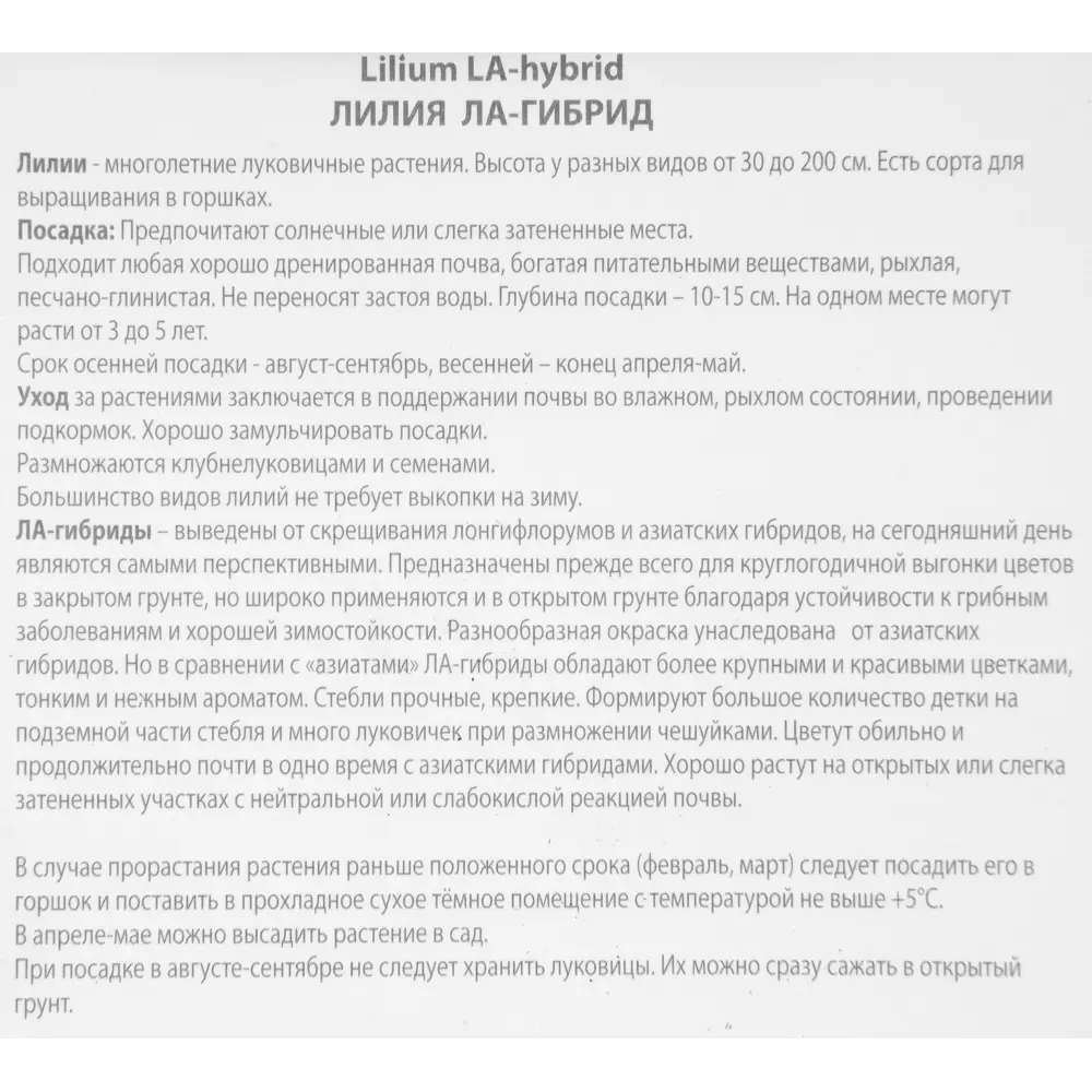 Лилия ЛА-гибрид Курьер луковица 14/16 88294776 STLM-2106624 Santreyd  - Вид №2