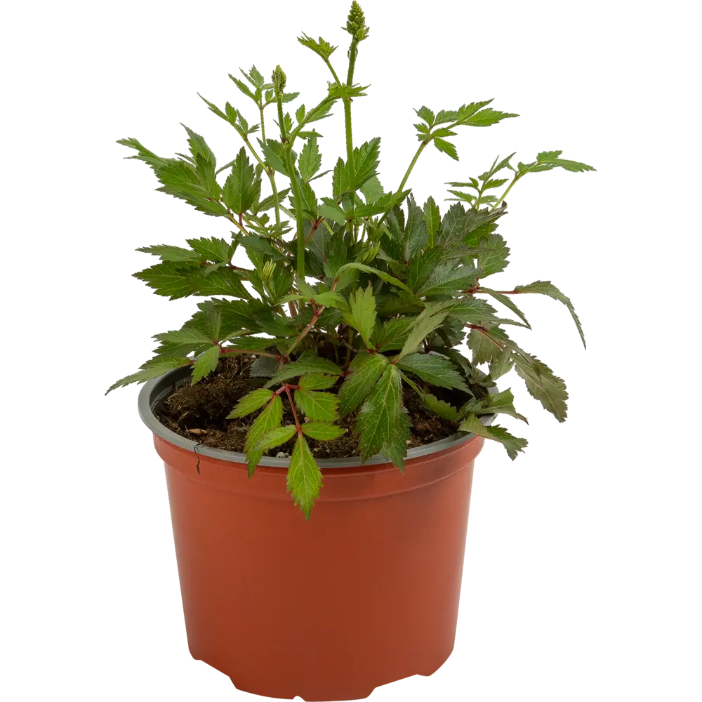 Астильба Юник Сэлмон Santreyd - лососево-розовый многолетник для тенистого сада 85324884 STLM-0061491