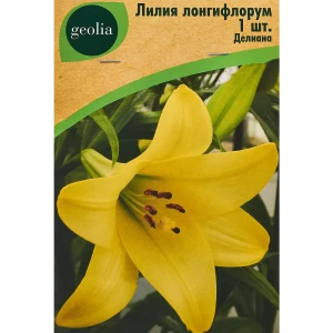 Лилия Geolia Лонгифлорум Делиана 86408643 STLM-2063649
