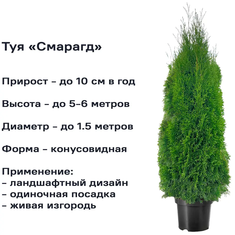 Туя западная «Смарагд» 13x40 см 82622626 STLM-2173522 Santreyd  - Вид №1