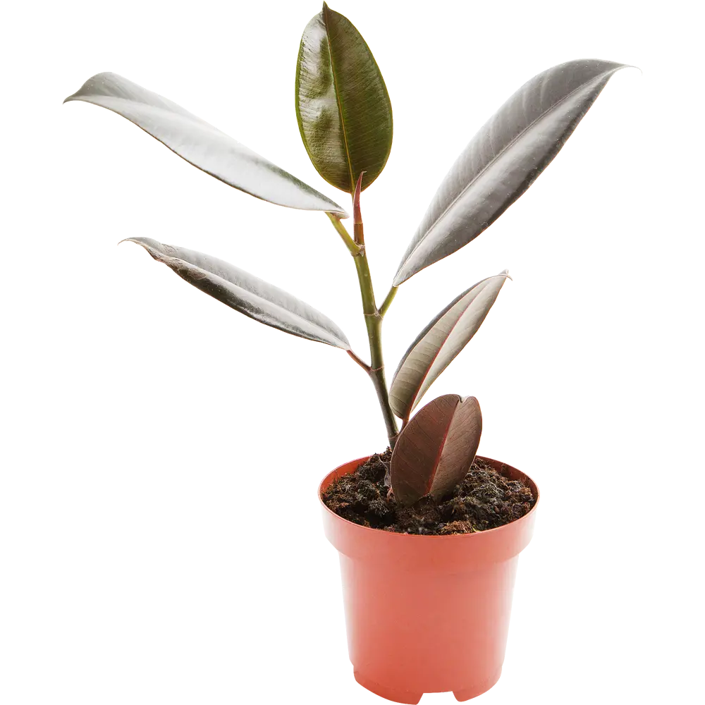 Фикус эластика Santreyd — неприхотливое комнатное растение для интерьера 13973979 STLM-0004090