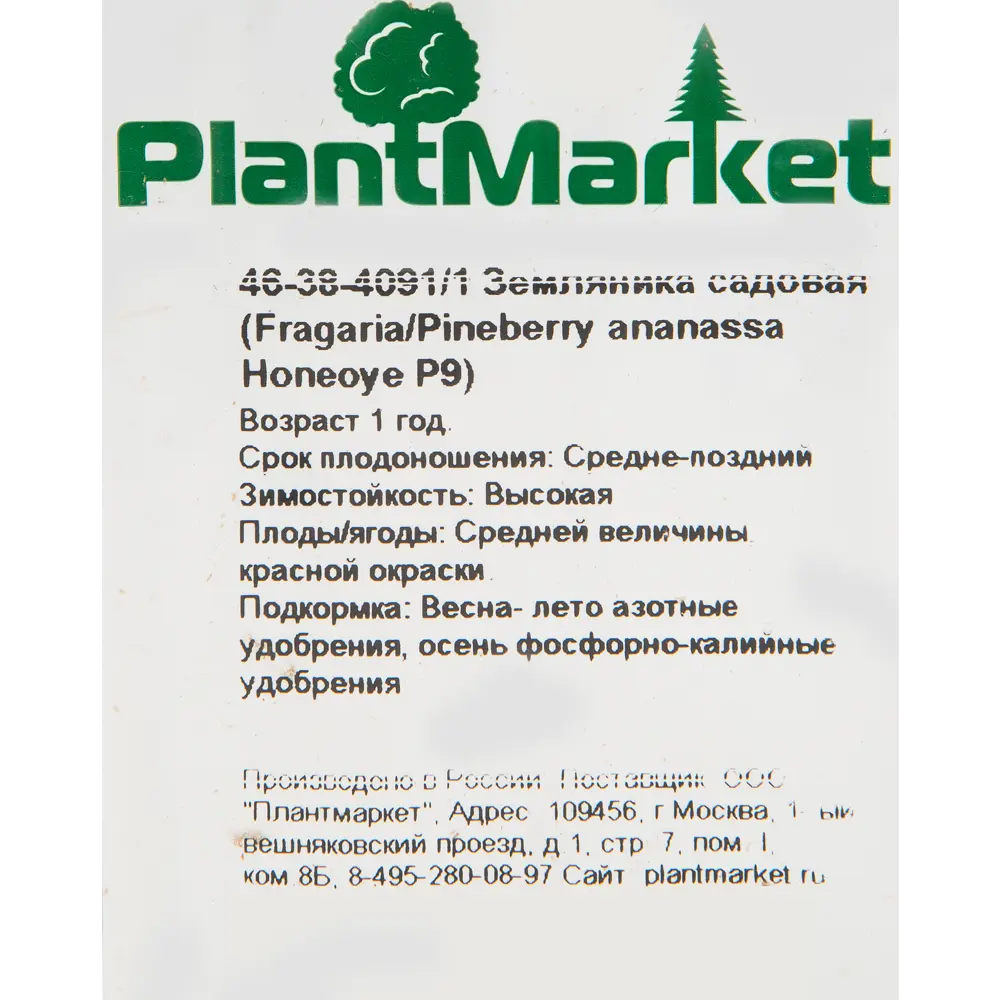 Земляника садовая «Хоней» 9x15 см 82625406 STLM-2149250 PLANTMARKET  - Вид №1