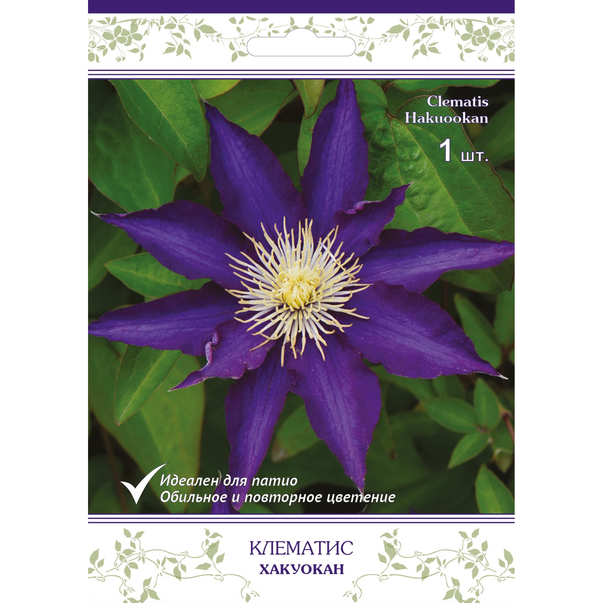 82527588 Клематис крупноцветковый Хакуокан в капере Santreyd 