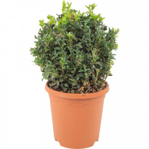 82601598 Буксус форма шар 19x20 см