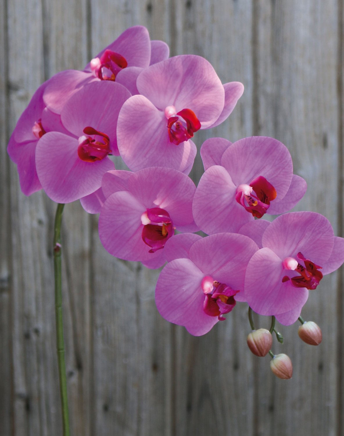2845 420 a3 Искусственная орхидея Phalaenopsis, 100см, real touch soft, вишня H-andreas  - Вид №3
