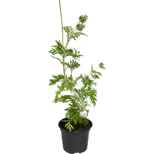 Лаванда микс ø12 h50 см 88287567 STLM-2162064