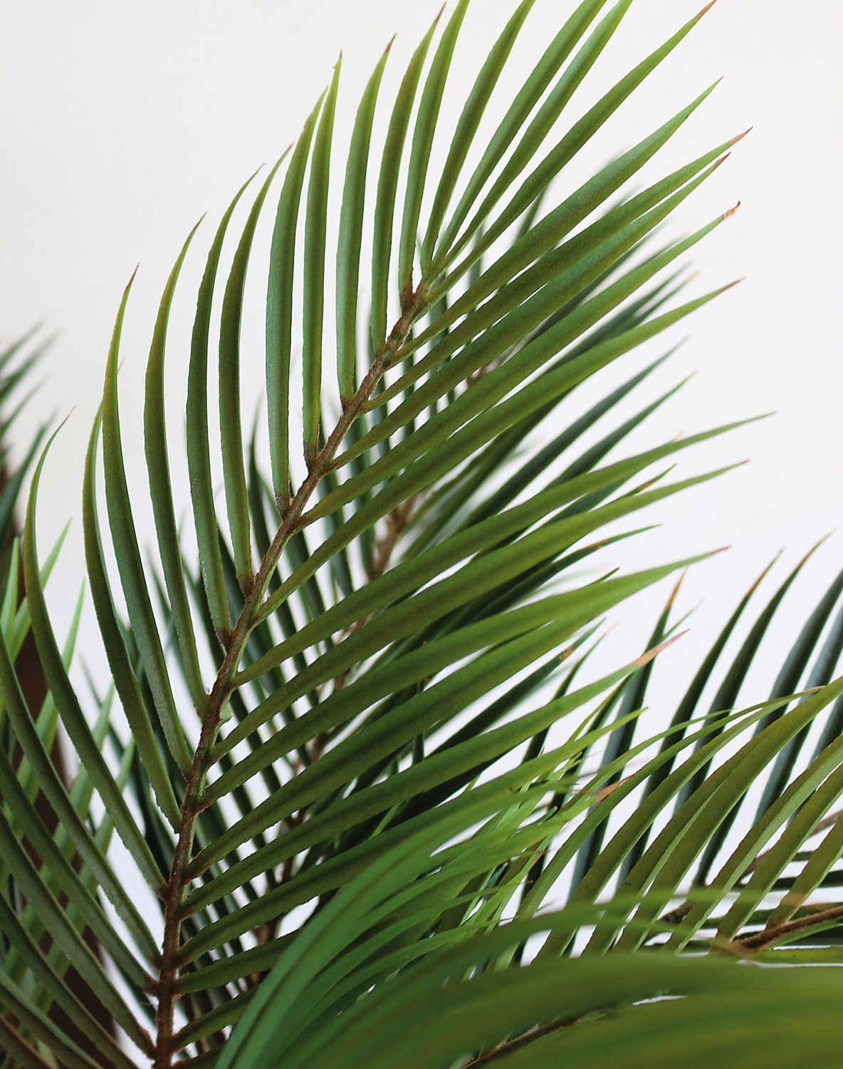 5543 883 a3 Искусственная пальма в горшке, 90 см, зеленая H-andreas  - Вид №3