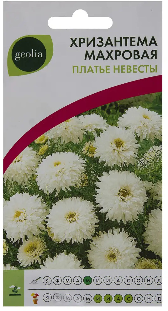 GEOLIA Хризантема махровая 'Платье невесты' - белоснежное украшение сада 17585640