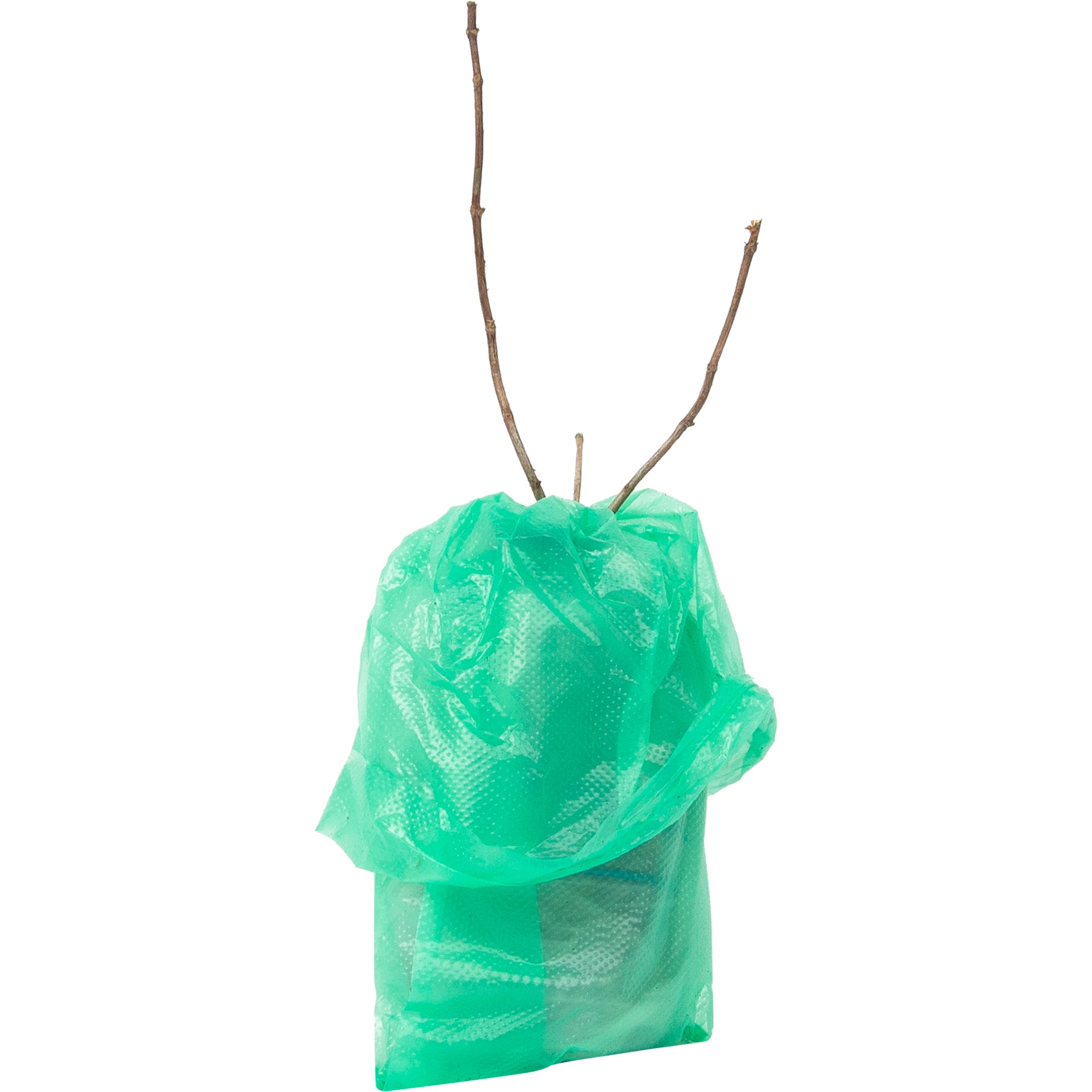 82527738 Гортензия метельчатая Сильвер Доллар Santreyd  - Вид №1