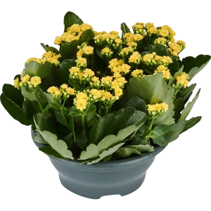 Каланхое Calandiva Mix, 30x23 см 17699090 STLM-2008500