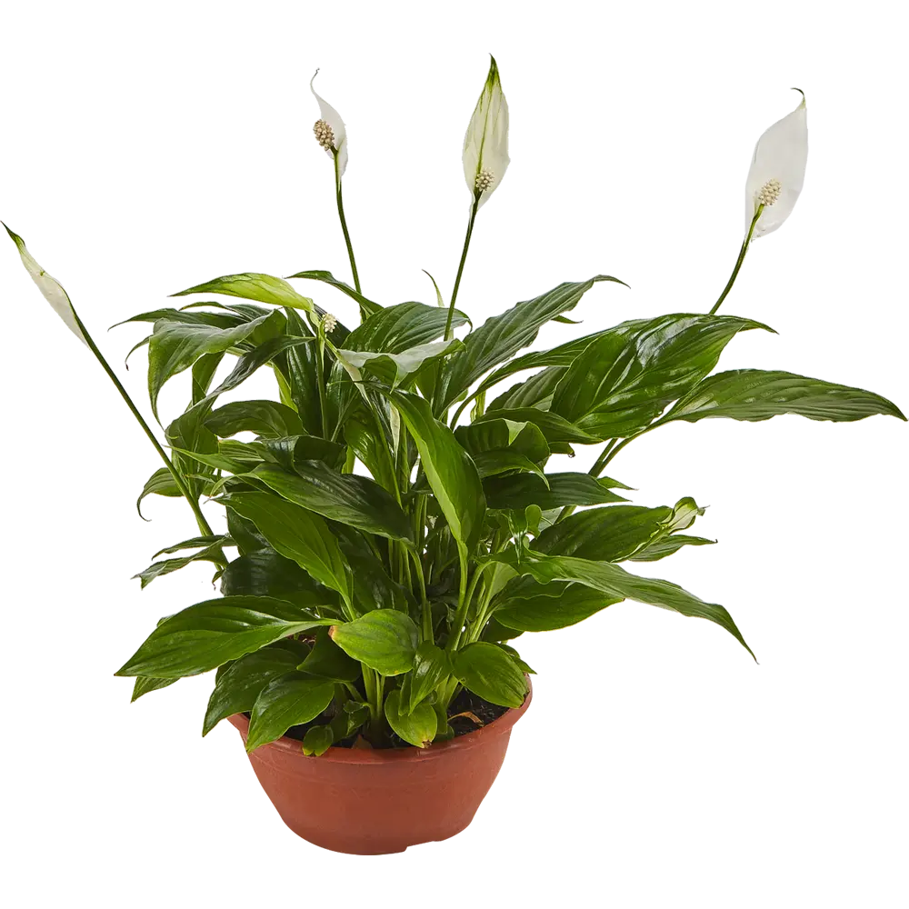Спатифиллум Шопен Santreyd - элегантное комнатное растение с ароматным цветением 82579841 STLM-0030538