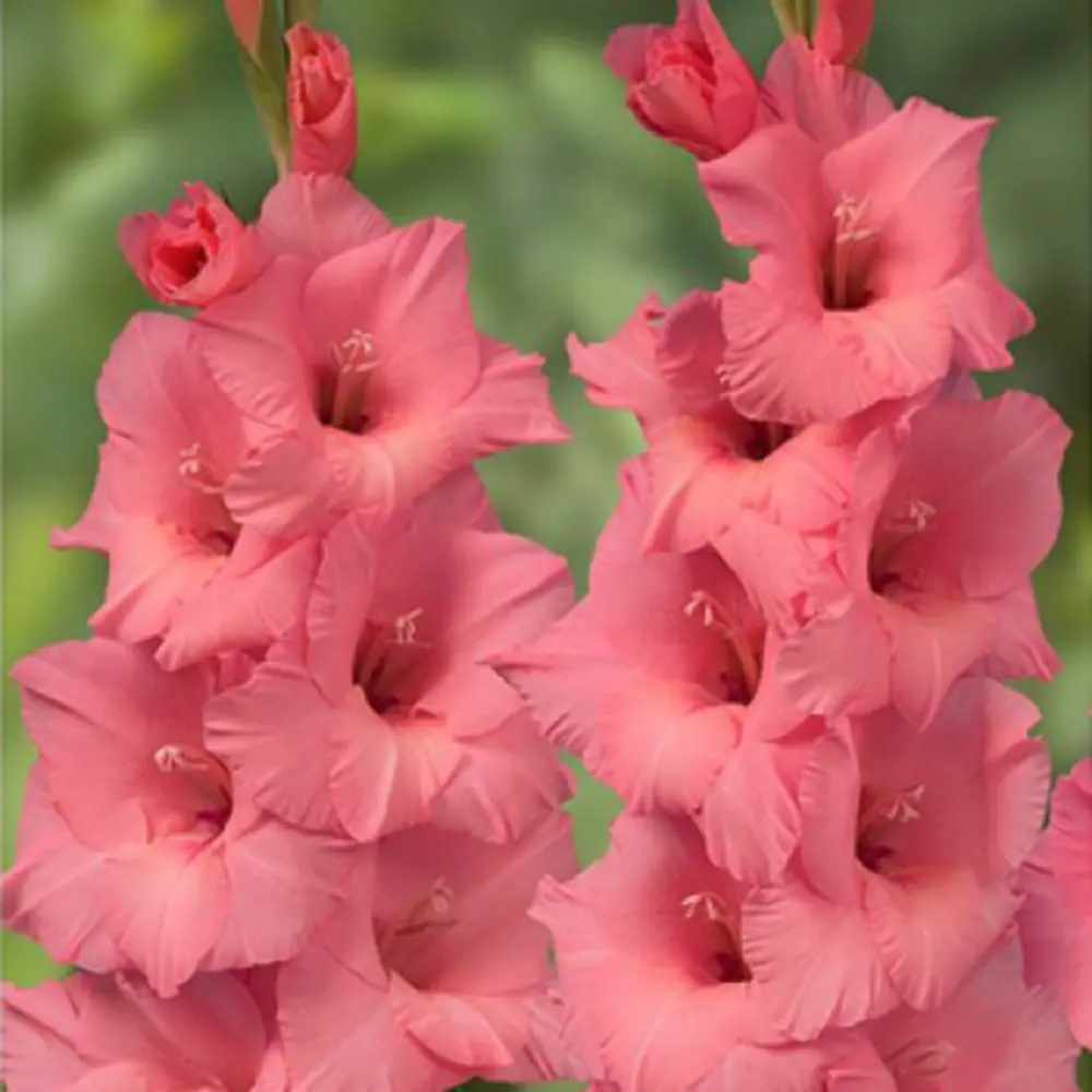 Гладиолус крупноцветковый Фор Эвигт 7 шт. 83628485 STLM-2062687 BLOOMING LIFE 