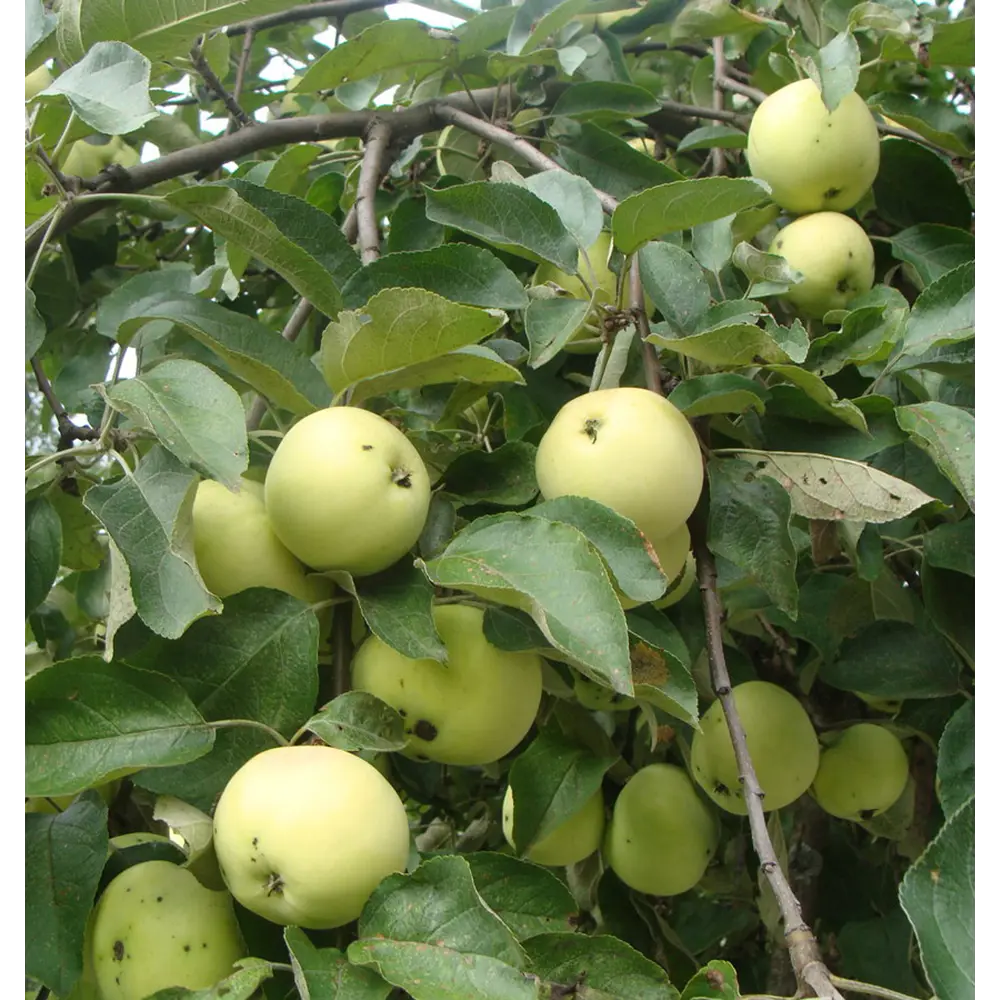 Яблоня Антоновка ø22 h80 см 84834900 STLM-2103767 PLANTMARKET 