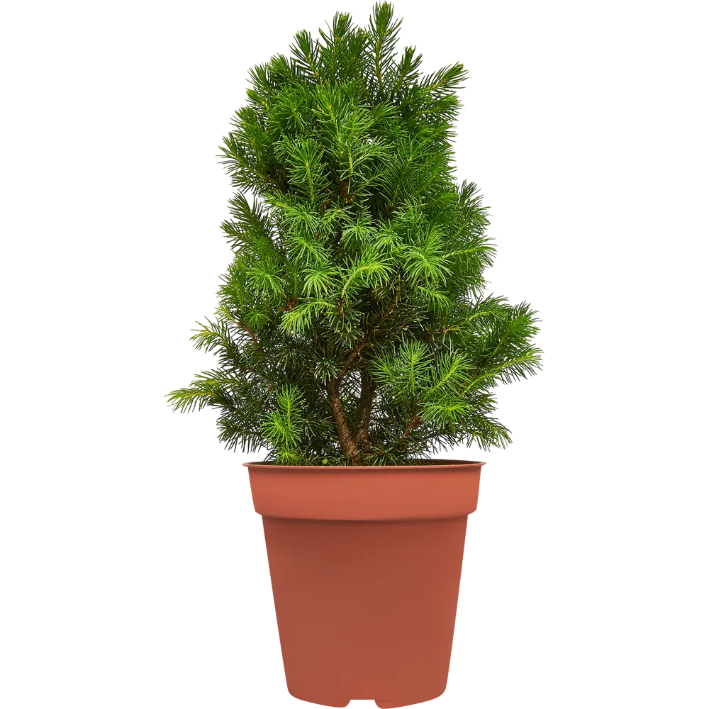 Ель сизая Десембер ø14 h50 см 84834204 STLM-2037544 PLANTMARKET 