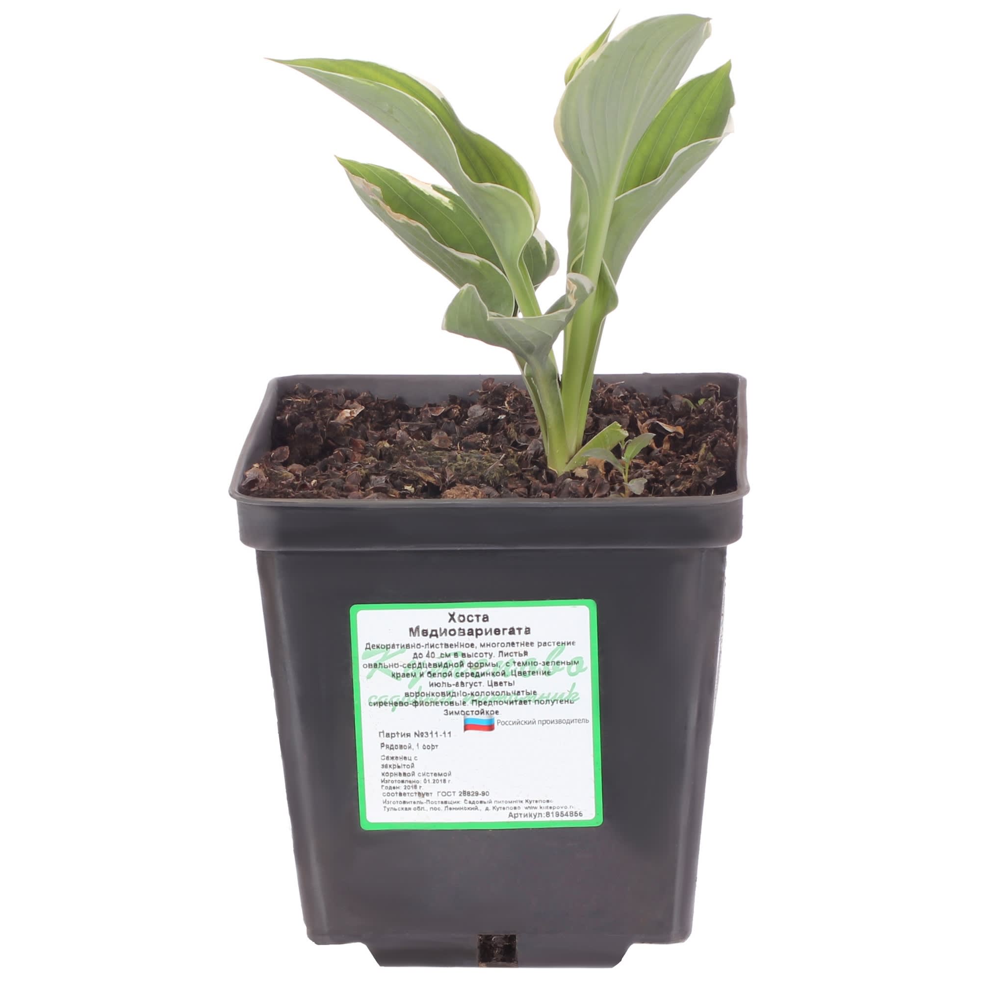 81954856 Хоста волнистая С2 «Медиовариегата» h15 Santreyd 